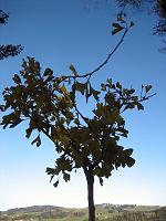  1. November 2009 - ein Blick in den Himmel